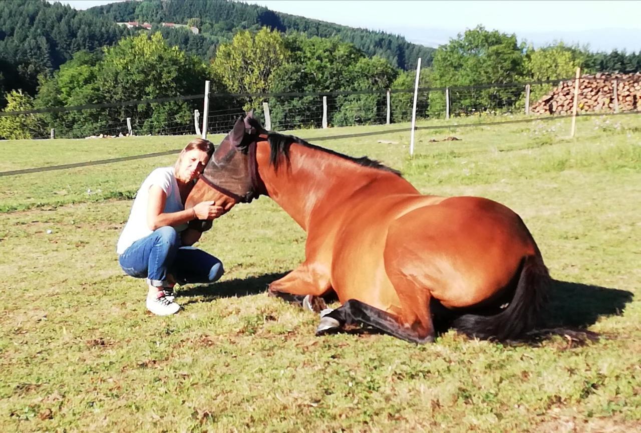 Chambre D'Hote Equestre Au Petit Bonheur Chateldon Exteriér fotografie