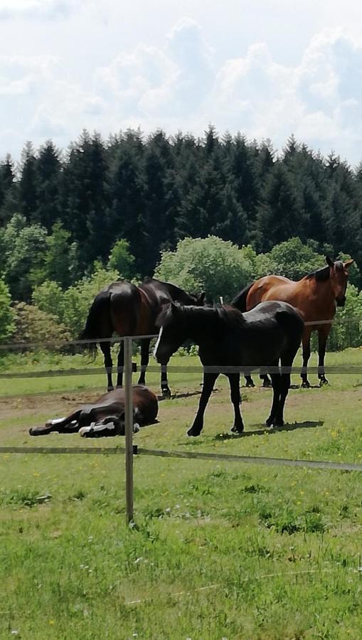 Chambre D'Hote Equestre Au Petit Bonheur Chateldon Exteriér fotografie